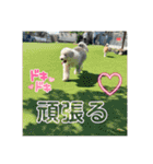 可愛い過ぎて困るチポトイ（個別スタンプ：9）