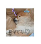 可愛い過ぎて困るチポトイ（個別スタンプ：15）