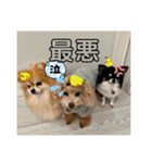 可愛い過ぎて困るチポトイ（個別スタンプ：17）