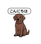 ラブラドールレトリバー(チョコレート)（個別スタンプ：1）