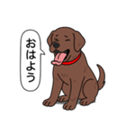 ラブラドールレトリバー(チョコレート)（個別スタンプ：2）