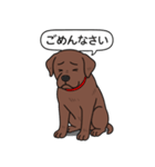 ラブラドールレトリバー(チョコレート)（個別スタンプ：3）