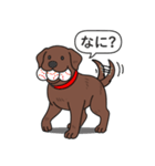ラブラドールレトリバー(チョコレート)（個別スタンプ：7）