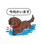 ラブラドールレトリバー(チョコレート)（個別スタンプ：14）