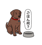 ラブラドールレトリバー(チョコレート)（個別スタンプ：19）