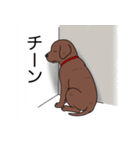 ラブラドールレトリバー(チョコレート)（個別スタンプ：20）