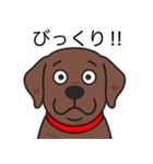 ラブラドールレトリバー(チョコレート)（個別スタンプ：24）