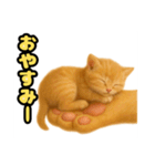❤︎あかにゃん❤︎茶虎………………….（個別スタンプ：16）