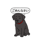 ラブラドールレトリバー (ブラック)（個別スタンプ：3）