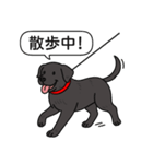 ラブラドールレトリバー (ブラック)（個別スタンプ：10）