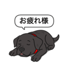 ラブラドールレトリバー (ブラック)（個別スタンプ：12）