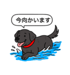 ラブラドールレトリバー (ブラック)（個別スタンプ：13）
