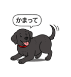 ラブラドールレトリバー (ブラック)（個別スタンプ：14）