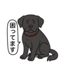 ラブラドールレトリバー (ブラック)（個別スタンプ：20）