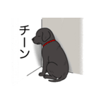 ラブラドールレトリバー (ブラック)（個別スタンプ：21）