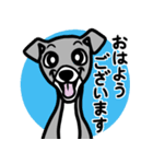 【ブルー3】1年中使える♡パピーイタグレ（個別スタンプ：1）