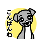 【ブルー3】1年中使える♡パピーイタグレ（個別スタンプ：3）
