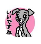 【ブルー3】1年中使える♡パピーイタグレ（個別スタンプ：13）