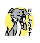 【ブルー3】1年中使える♡パピーイタグレ（個別スタンプ：17）