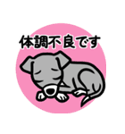 【ブルー3】1年中使える♡パピーイタグレ（個別スタンプ：20）