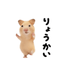 踊る！キンクマハムスター（個別スタンプ：1）