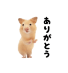 踊る！キンクマハムスター（個別スタンプ：2）