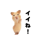 踊る！キンクマハムスター（個別スタンプ：4）