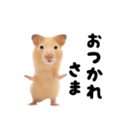 踊る！キンクマハムスター（個別スタンプ：5）