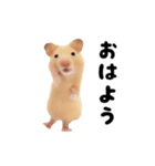 踊る！キンクマハムスター（個別スタンプ：7）