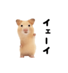 踊る！キンクマハムスター（個別スタンプ：10）