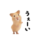 踊る！キンクマハムスター（個別スタンプ：11）
