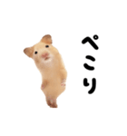 踊る！キンクマハムスター（個別スタンプ：13）