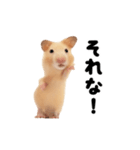 踊る！キンクマハムスター（個別スタンプ：14）