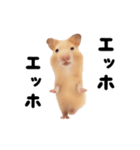 踊る！キンクマハムスター（個別スタンプ：15）