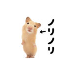 踊る！キンクマハムスター（個別スタンプ：16）