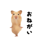 踊る！キンクマハムスター（個別スタンプ：18）