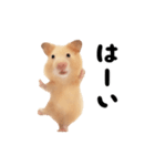 踊る！キンクマハムスター（個別スタンプ：19）