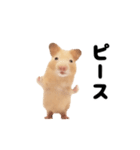 踊る！キンクマハムスター（個別スタンプ：20）