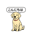 ラブラドールレトリバー (イエロー)（個別スタンプ：1）