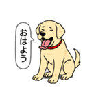 ラブラドールレトリバー (イエロー)（個別スタンプ：2）