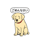 ラブラドールレトリバー (イエロー)（個別スタンプ：3）