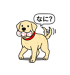 ラブラドールレトリバー (イエロー)（個別スタンプ：7）