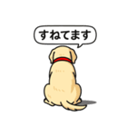 ラブラドールレトリバー (イエロー)（個別スタンプ：9）