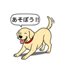ラブラドールレトリバー (イエロー)（個別スタンプ：12）