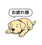 ラブラドールレトリバー (イエロー)（個別スタンプ：13）