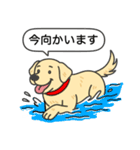 ラブラドールレトリバー (イエロー)（個別スタンプ：14）