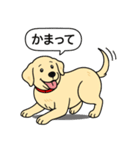 ラブラドールレトリバー (イエロー)（個別スタンプ：15）