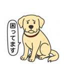 ラブラドールレトリバー (イエロー)（個別スタンプ：16）