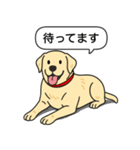 ラブラドールレトリバー (イエロー)（個別スタンプ：18）