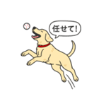 ラブラドールレトリバー (イエロー)（個別スタンプ：19）